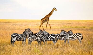 KENYA BÜYÜK GÖÇ TURU EKSTRA TURLAR DAHİL