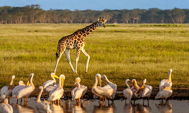 KENYA BÜYÜK GÖÇ TURU EKSTRA TURLAR DAHİL