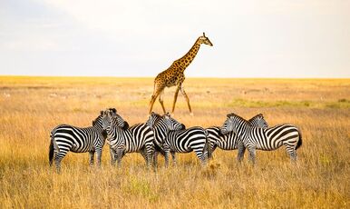 KENYA BÜYÜK GÖÇ TURU EKSTRA TURLAR DAHİL